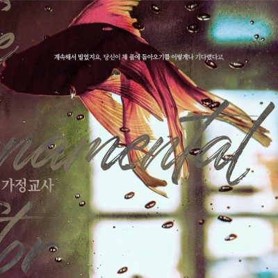 관상용 가정교사